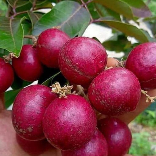 jual tanaman kelengkeng merah ruby koma buah besar Jakarta Timur