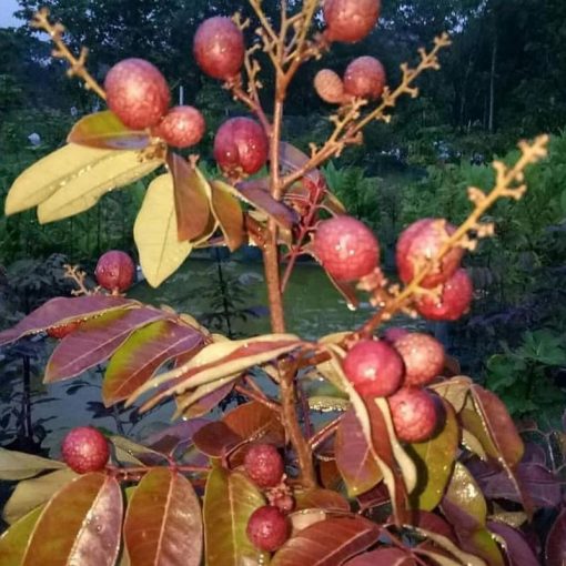 jual tanaman kelengkeng merah ruby koma buah besar Kutai Kertanegara