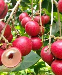 jual tanaman kelengkeng merah ruby koma buah besar Sumba Barat