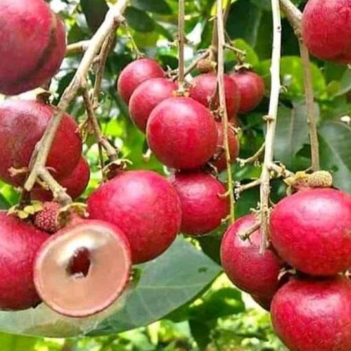 jual tanaman kelengkeng merah ruby koma buah besar Sumba Barat