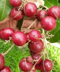 jual tanaman kelengkeng merah ruby longan 40 60cm Bone