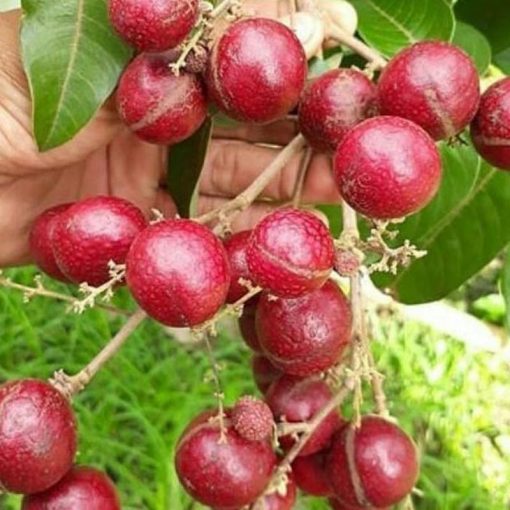 jual tanaman kelengkeng merah ruby longan 40 60cm Bone