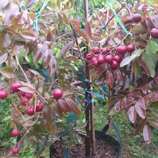 jual tanaman kelengkeng merah ruby longan 40 60cm Padang Pariaman