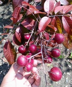 jual tanaman kelengkeng merah ruby longan 40 60cm Sambas