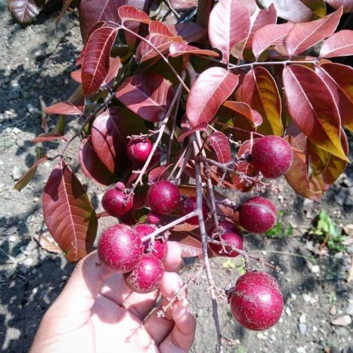 jual tanaman kelengkeng merah ruby longan 40 60cm Sambas