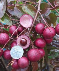 jual tanaman kelengkeng merah ruby longan 40 60cm Sukamara