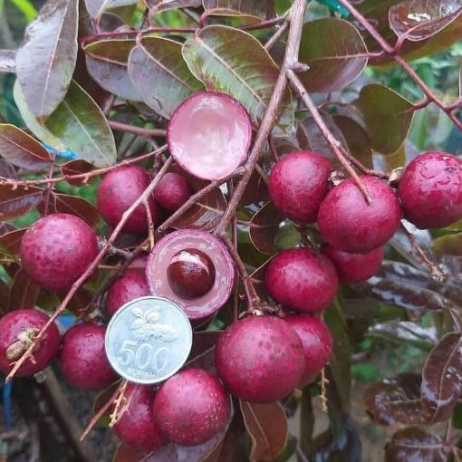 jual tanaman kelengkeng merah ruby longan 40 60cm Sukamara