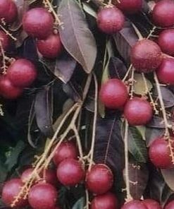 jual tanaman kelengkeng merah ruby longan Luwu Utara