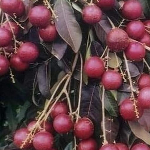 jual tanaman kelengkeng merah ruby longan Luwu Utara