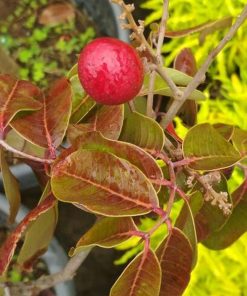 jual tanaman kelengkeng merah sedang berbunga Seram Bagian Barat