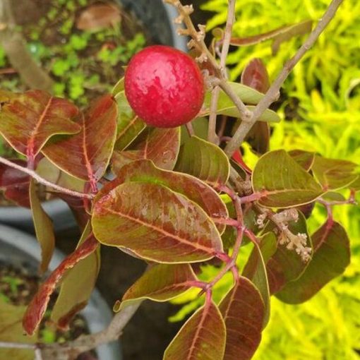 jual tanaman kelengkeng merah sedang berbunga Seram Bagian Barat