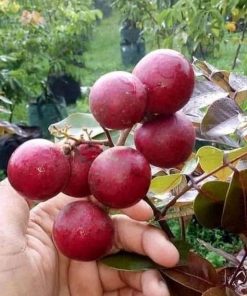 jual tanaman kelengkeng merah super murah Bengkulu Selatan