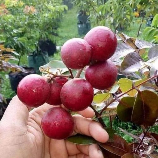 jual tanaman kelengkeng merah super murah Bengkulu Selatan