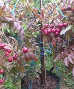 jual tanaman kelengkeng merah super murah Pekanbaru