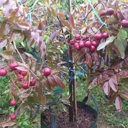 jual tanaman kelengkeng merah super murah Pekanbaru