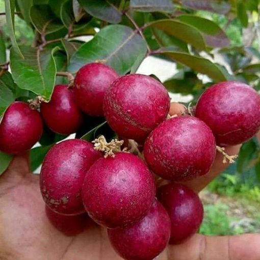 jual tanaman kelengkeng merah Supiori