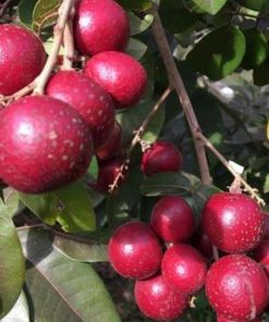 jual tanaman kelengkeng merah tambulampot unik Konawe Kepulauan