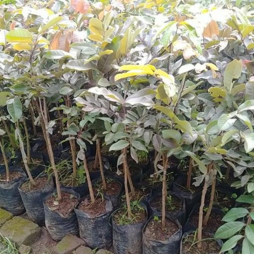 jual tanaman kelengkeng merah unggul hasil stek Binjai