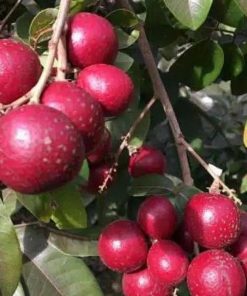 jual tanaman kelengkeng merah unggul hasil stek Katingan