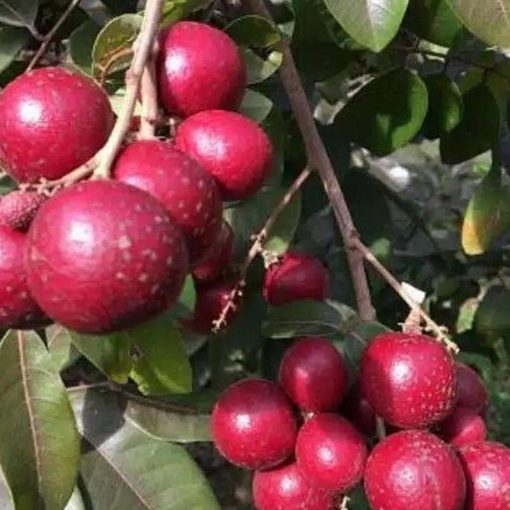 jual tanaman kelengkeng merah unggul hasil stek Katingan