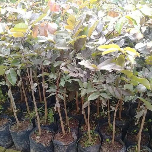 jual tanaman kelengkeng merah unggul hasil stek Lombok Tengah