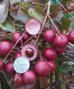 jual tanaman kelengkeng merah unggulan Banjar