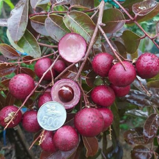 jual tanaman kelengkeng merah unggulan Banjar