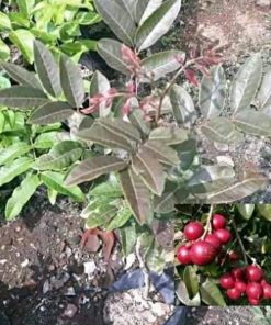 jual tanaman kelengkeng merah unggulan Jayapura
