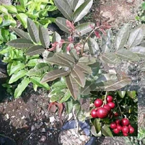 jual tanaman kelengkeng merah unggulan Jayapura