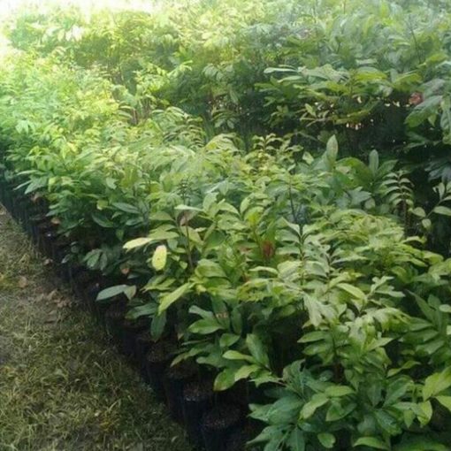 jual tanaman kelengkeng new crystal Merangin