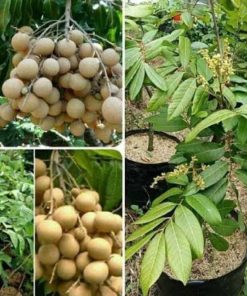 jual tanaman kelengkeng new crystal Rote Ndao