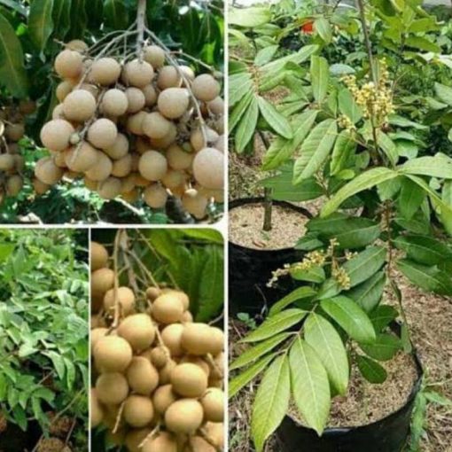jual tanaman kelengkeng new crystal Rote Ndao