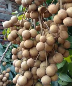 jual tanaman kelengkeng new kristal buah cepat berbunga Takalar