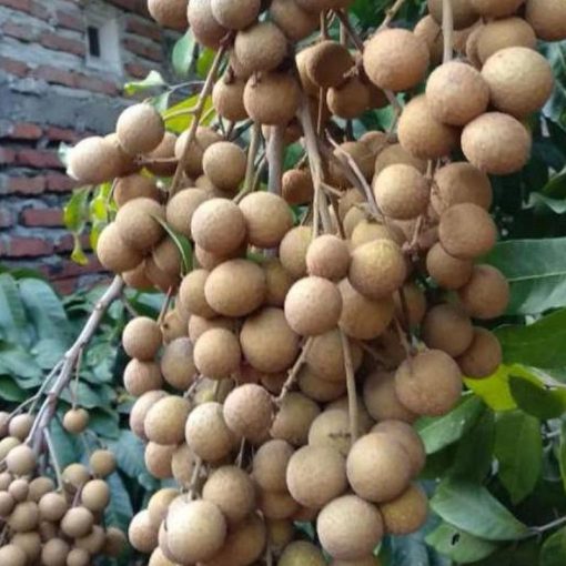 jual tanaman kelengkeng new kristal buah cepat berbunga Takalar