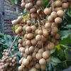 jual tanaman kelengkeng new kristal buah lengkeng Asmat