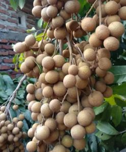 jual tanaman kelengkeng new kristal buah lengkeng Asmat