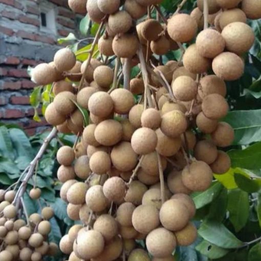 jual tanaman kelengkeng new kristal buah lengkeng Kolaka Utara