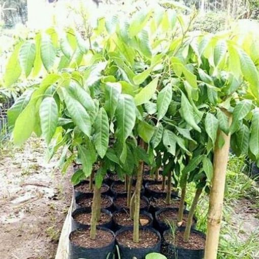 jual tanaman kelengkeng new kristal hasil okulasi cepat berbuah Banjarnegara