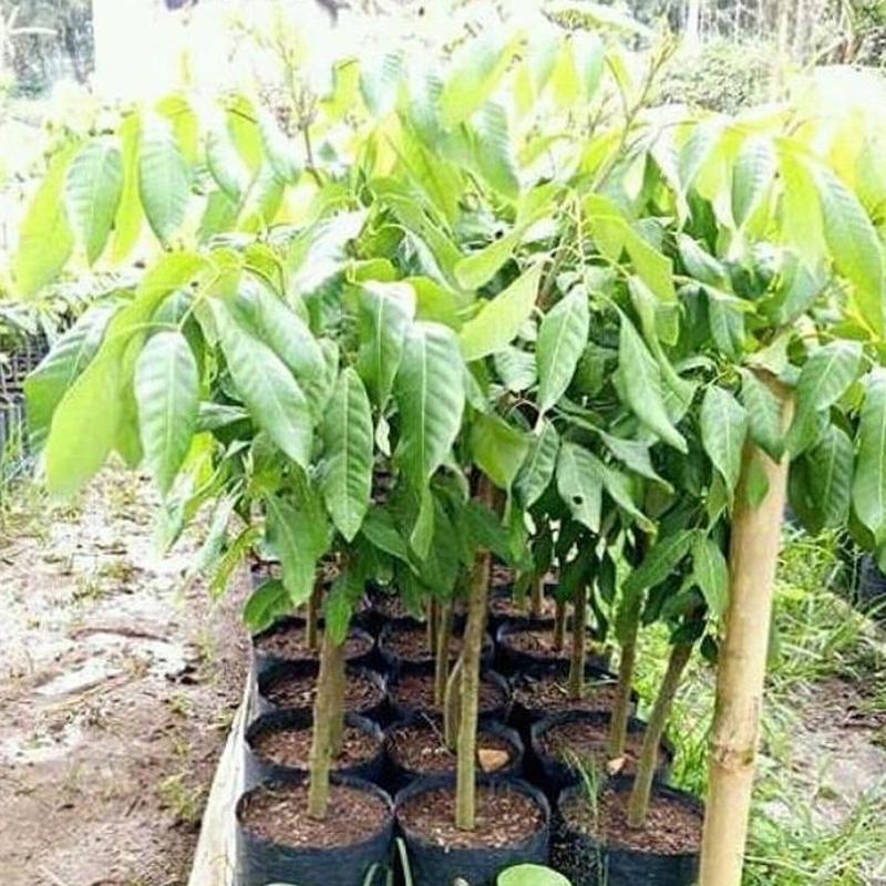Gambar Produk jual tanaman kelengkeng new kristal hasil okulasi cepat berbuah Banjarnegara