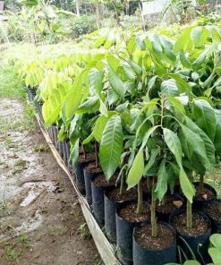 jual tanaman kelengkeng new kristal hasil okulasi cepat berbuah Landak