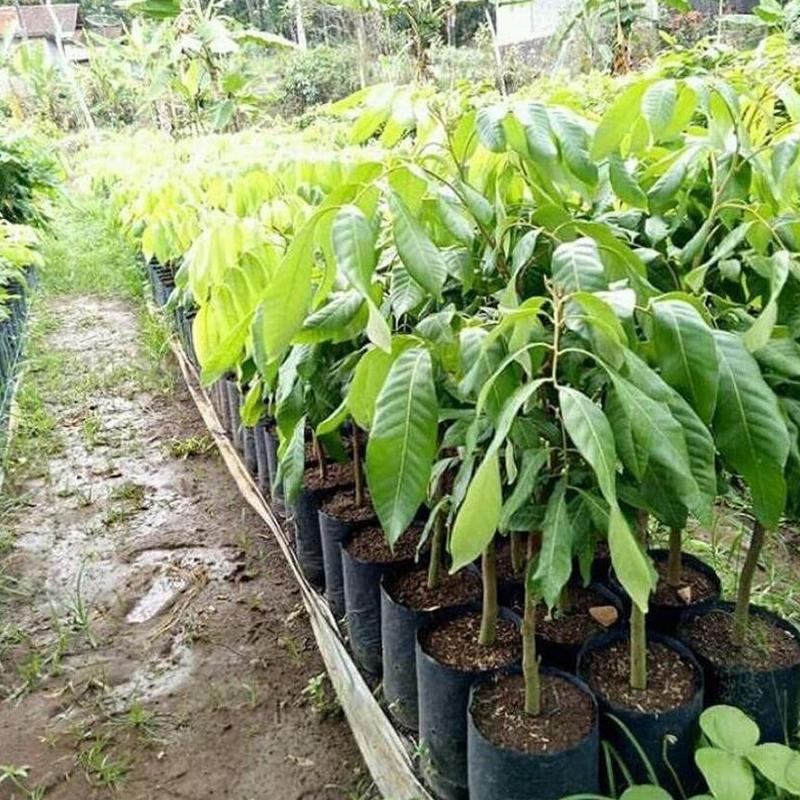 Gambar Produk jual tanaman kelengkeng new kristal hasil okulasi cepat berbuah Landak
