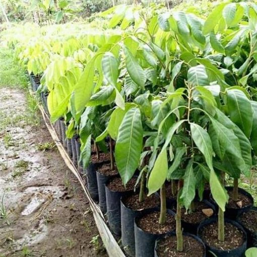 jual tanaman kelengkeng new kristal stek atau okulasi cepat berbuah Kotawaringin Timur