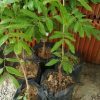 jual tanaman kelengkeng new kristal super hasil okulasi cepat berbuah Toba Samosir