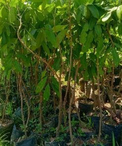 jual tanaman kelengkeng puangpet vailid Buru Selatan