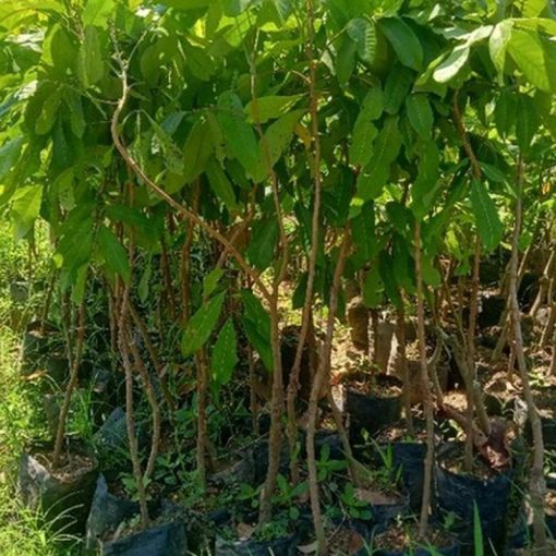 jual tanaman kelengkeng puangpet vailid Buru Selatan