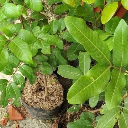 jual tanaman kelengkeng puangray Dairi