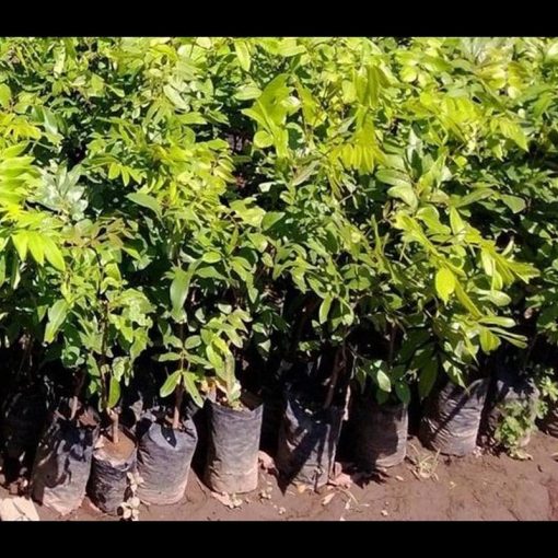 jual tanaman kelengkeng puangray hasil okulasi cepat berbuah Bojonegoro