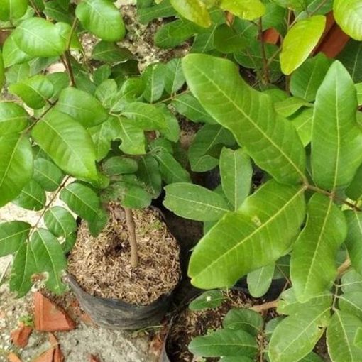 jual tanaman kelengkeng puangray hasil okulasi cepat berbuah Siak
