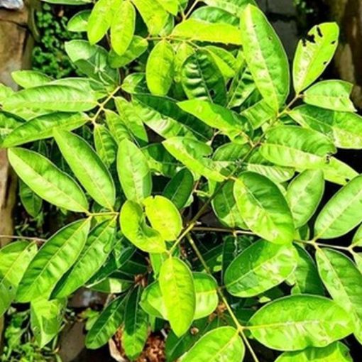 jual tanaman kelengkeng puangray hasil okulasi Deli Serdang