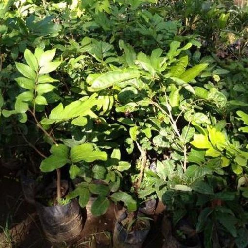 jual tanaman kelengkeng puangray hasil okulasi Mandailing Natal